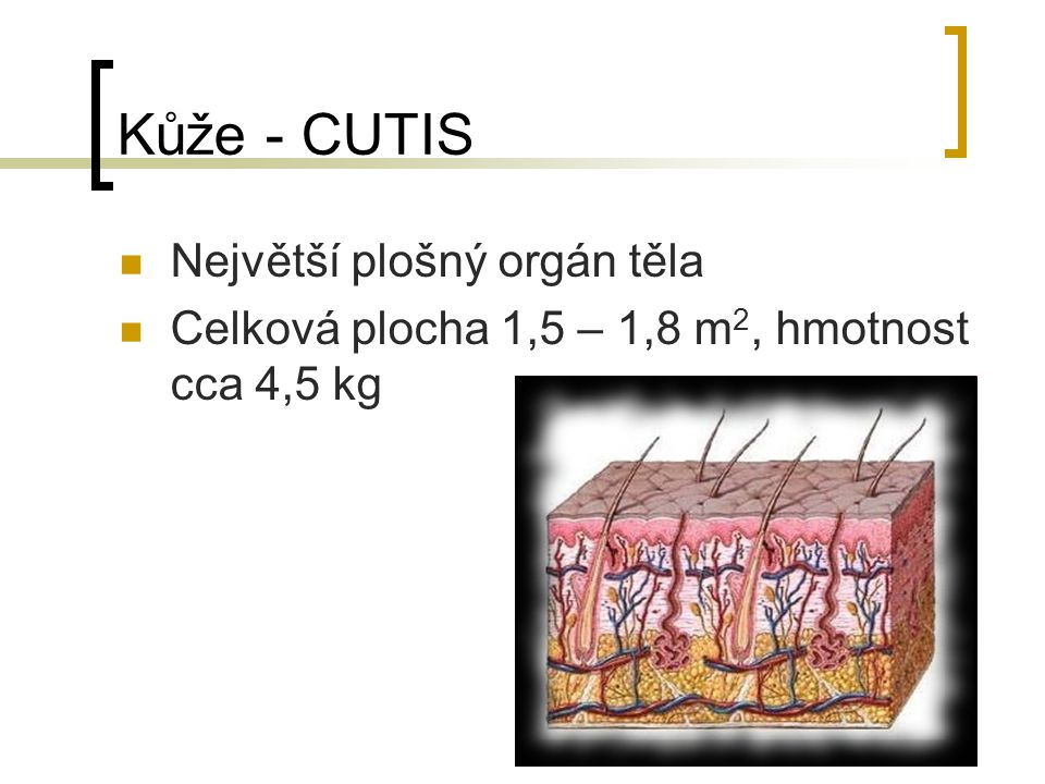 Kůže - CUTIS Největší plošný orgán těla