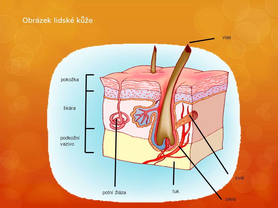 Obrázek lidské kůže vlas pokožka škára podkožní vazivo sval tuk