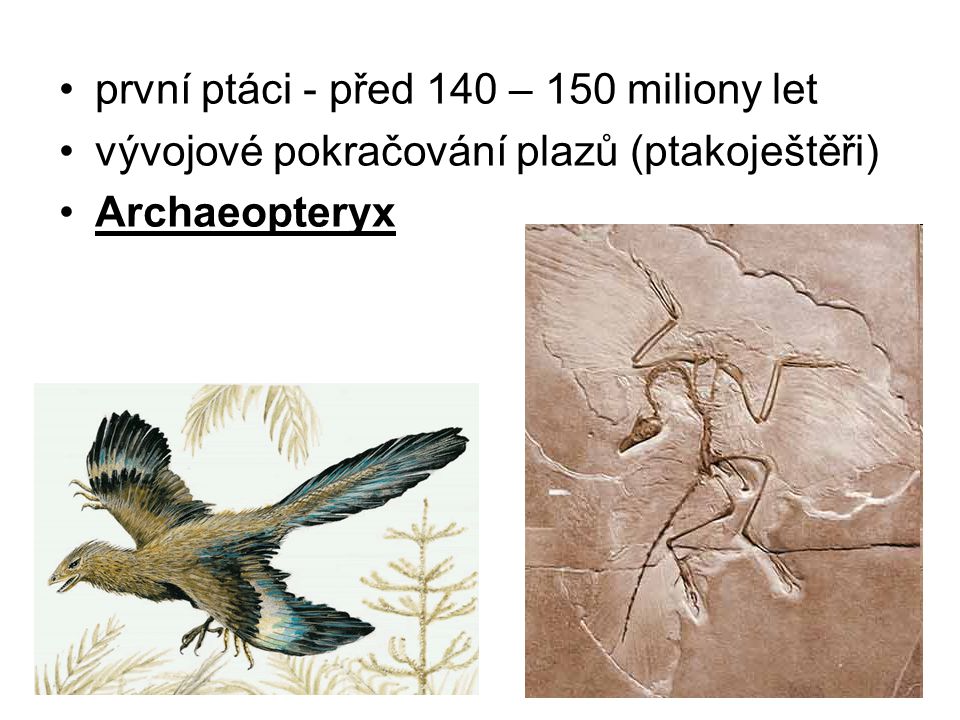 první ptáci - před 140 – 150 miliony let