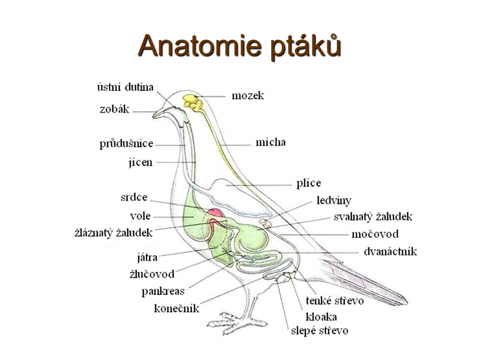Anatomie ptáků