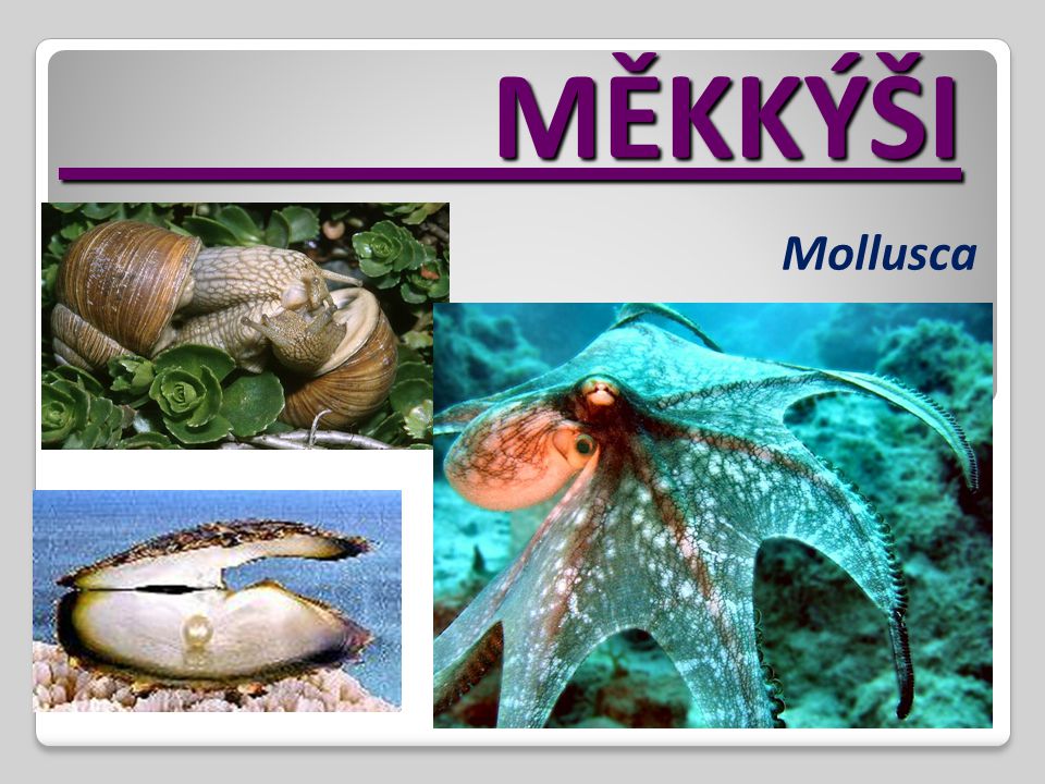 MĚKKÝŠI Mollusca