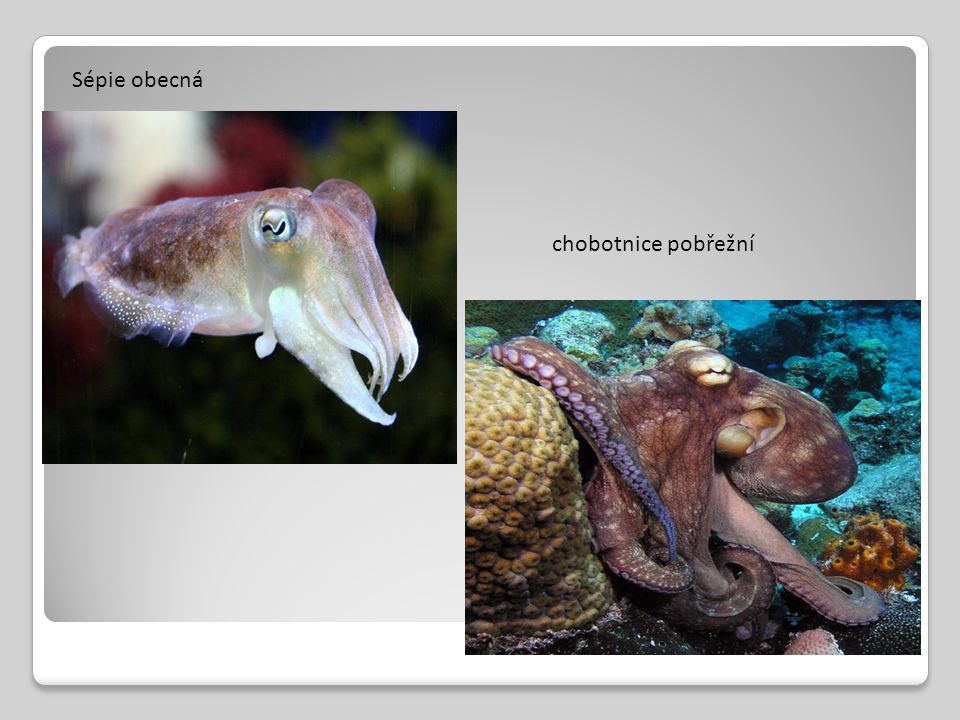 Sépie obecná chobotnice pobřežní