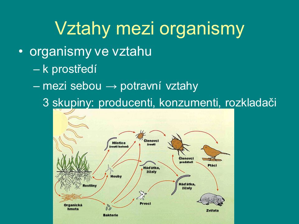 Vztahy mezi organismy organismy ve vztahu k prostředí