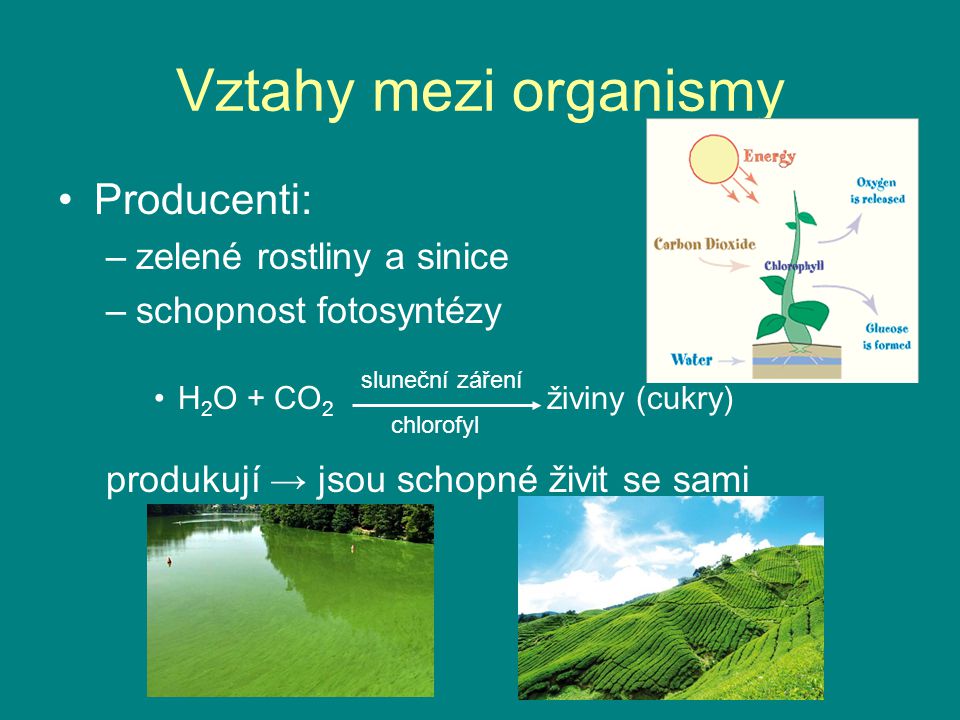 Vztahy mezi organismy Producenti: zelené rostliny a sinice