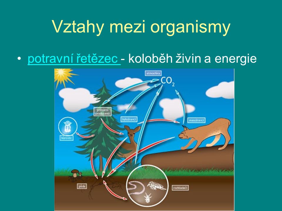 Vztahy mezi organismy potravní řetězec - koloběh živin a energie