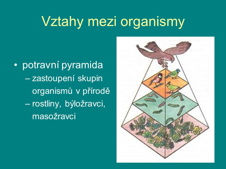 Vztahy mezi organismy potravní pyramida zastoupení skupin