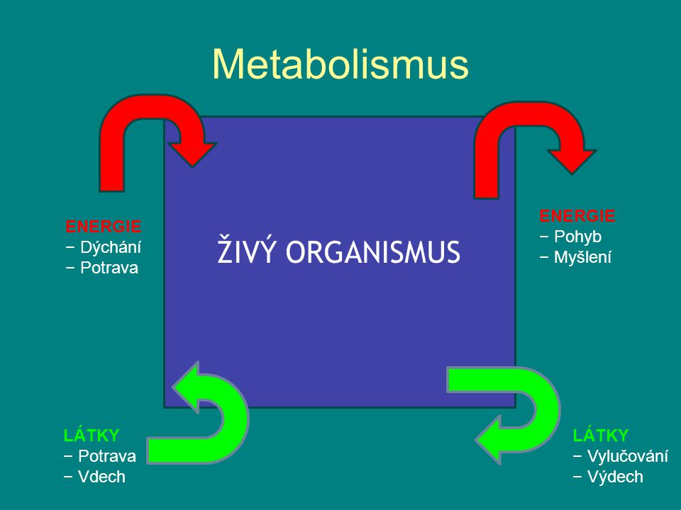 Metabolismus ŽIVÝ ORGANISMUS ENERGIE − Pohyb − Myšlení ENERGIE