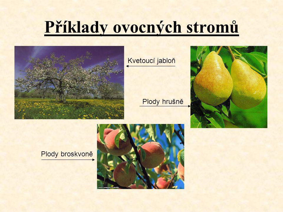 Příklady ovocných stromů