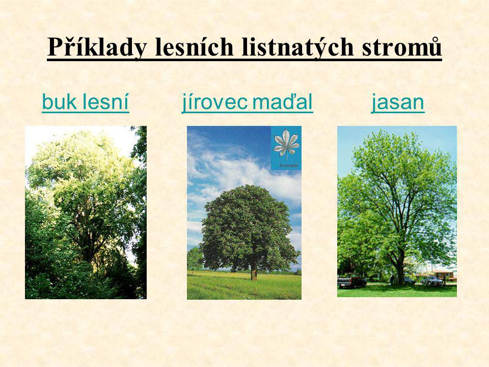 Příklady lesních listnatých stromů
