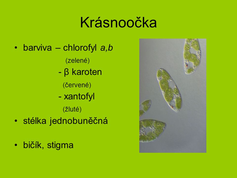 Krásnoočka barviva – chlorofyl a,b (zelené) - β karoten (červené)