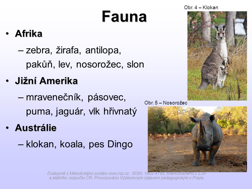 Fauna Afrika zebra, žirafa, antilopa, pakůň, lev, nosorožec, slon