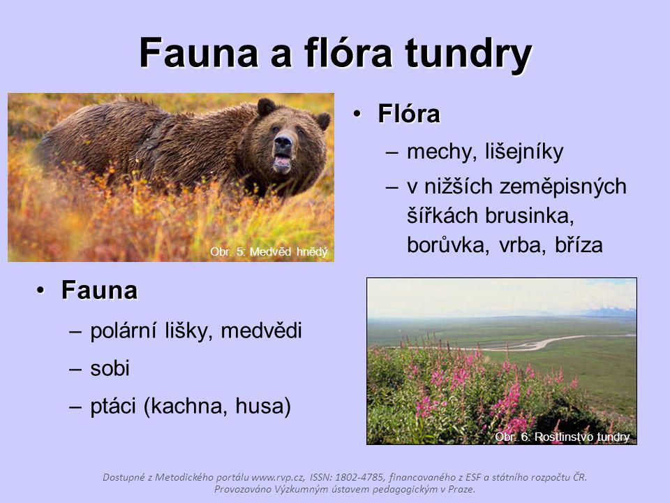 Fauna a flóra tundry Flóra Fauna mechy, lišejníky