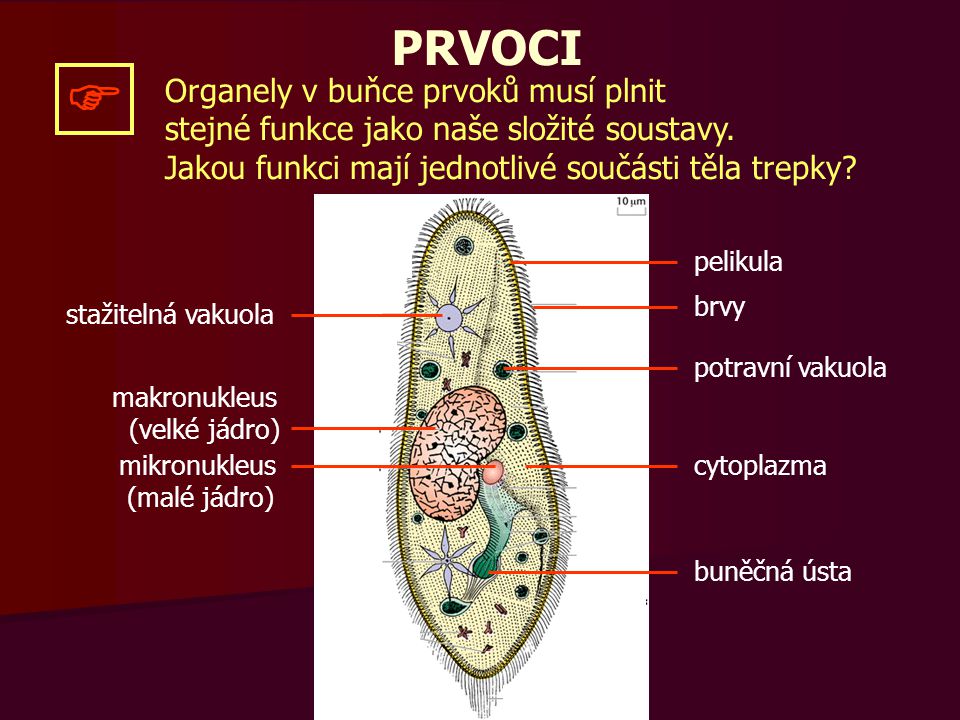  PRVOCI Organely v buňce prvoků musí plnit