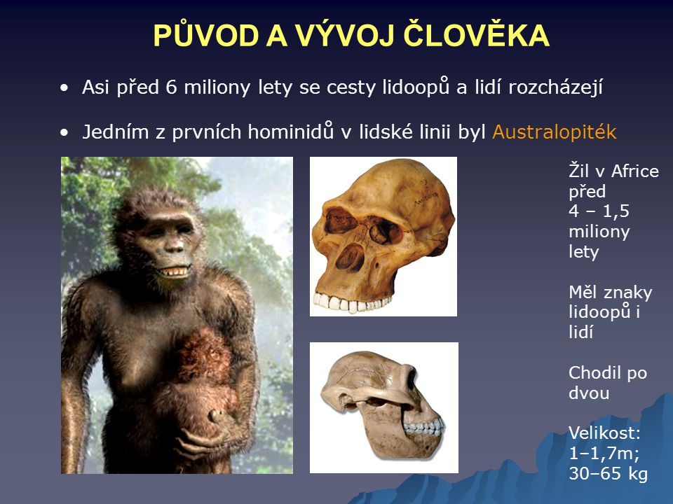 PŮVOD A VÝVOJ ČLOVĚKA Asi před 6 miliony lety se cesty lidoopů a lidí rozcházejí. Jedním z prvních hominidů v lidské linii byl Australopiték.