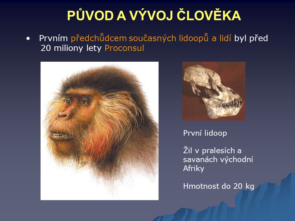 PŮVOD A VÝVOJ ČLOVĚKA Prvním předchůdcem současných lidoopů a lidí byl před 20 miliony lety Proconsul.