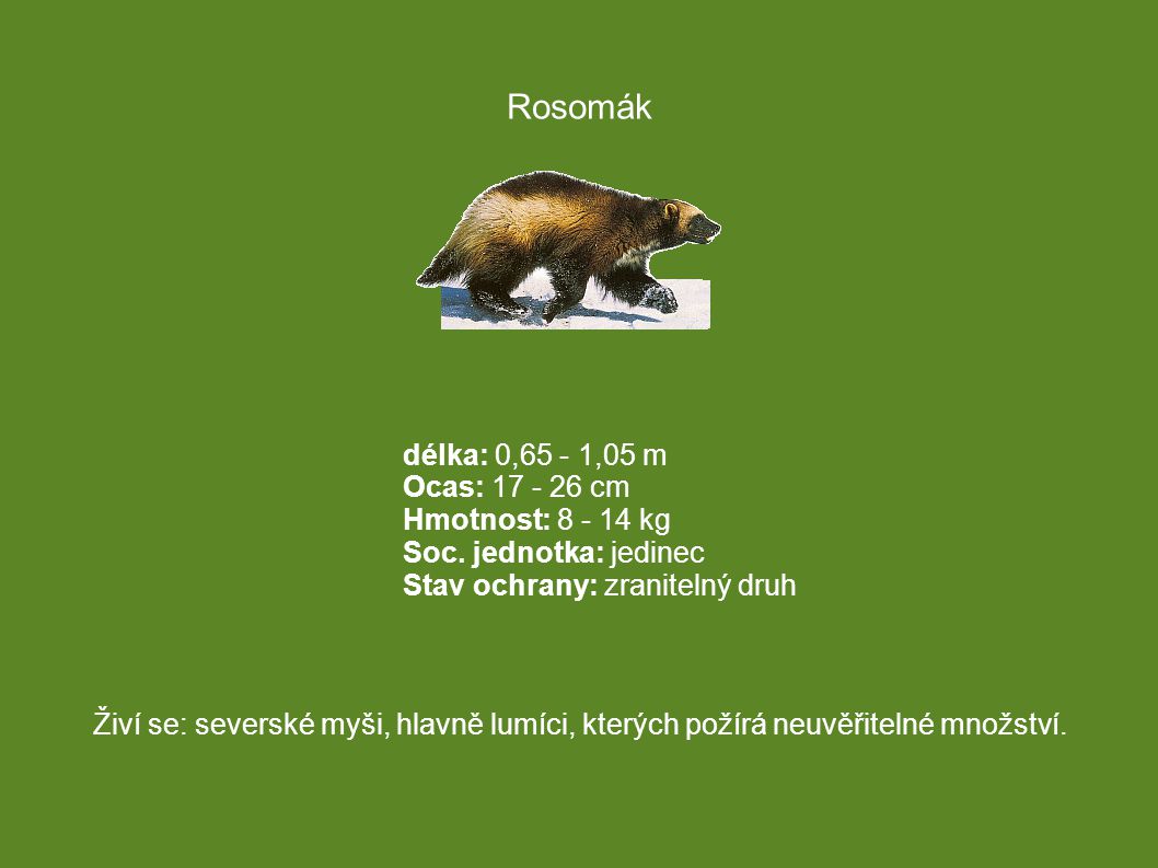 Rosomák délka: 0,65 - 1,05 m Ocas: cm Hmotnost: kg Soc. jednotka: jedinec Stav ochrany: zranitelný druh.