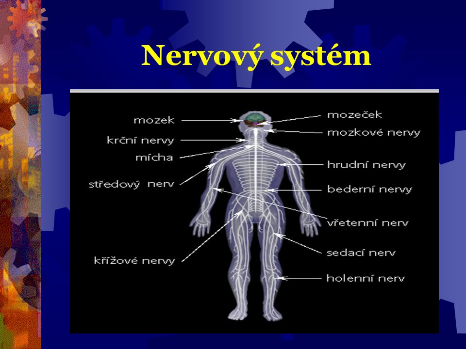 Nervový systém
