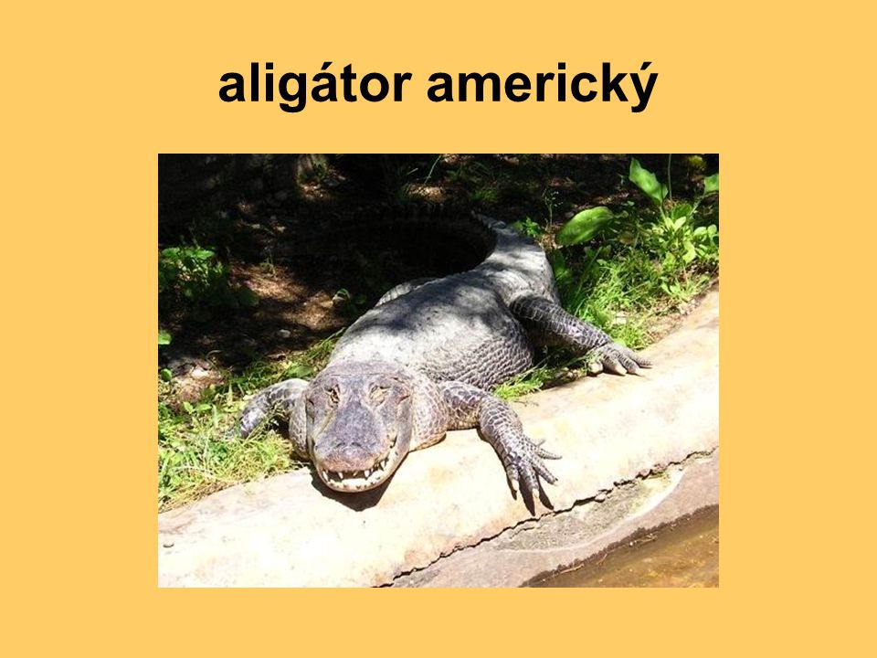 aligátor americký