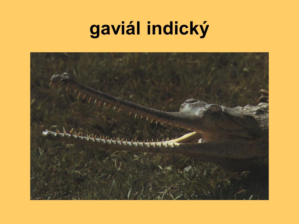gaviál indický