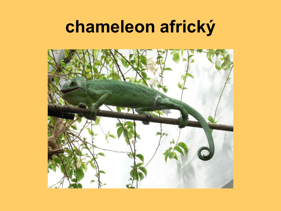 chameleon africký