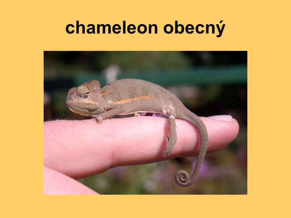 chameleon obecný