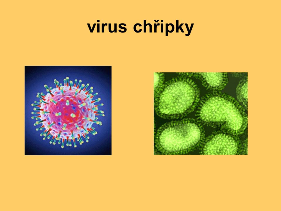 virus chřipky
