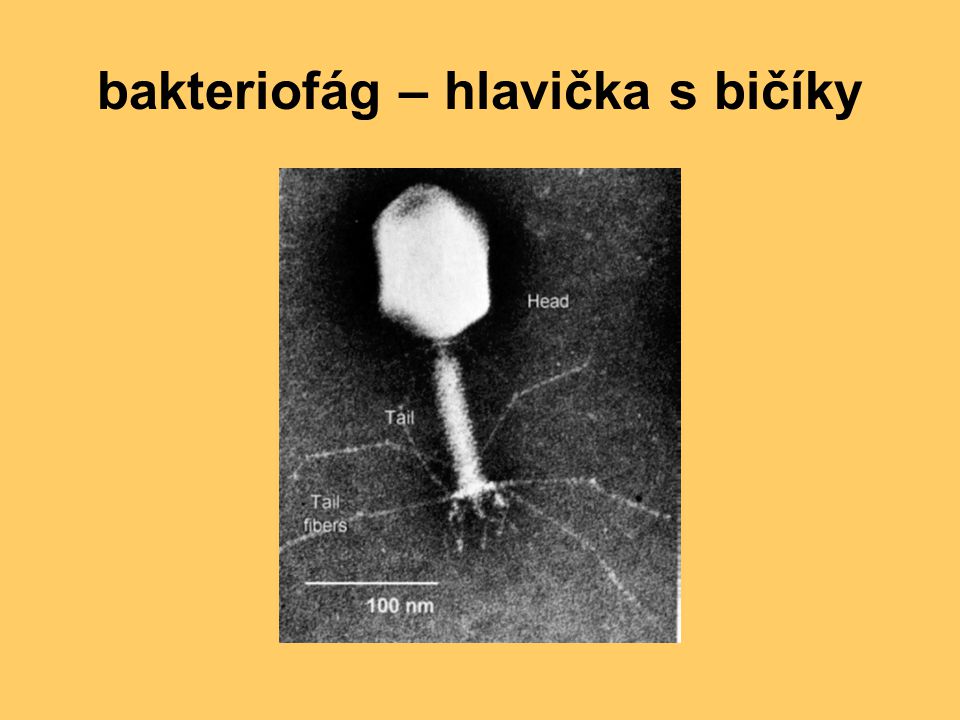 bakteriofág – hlavička s bičíky