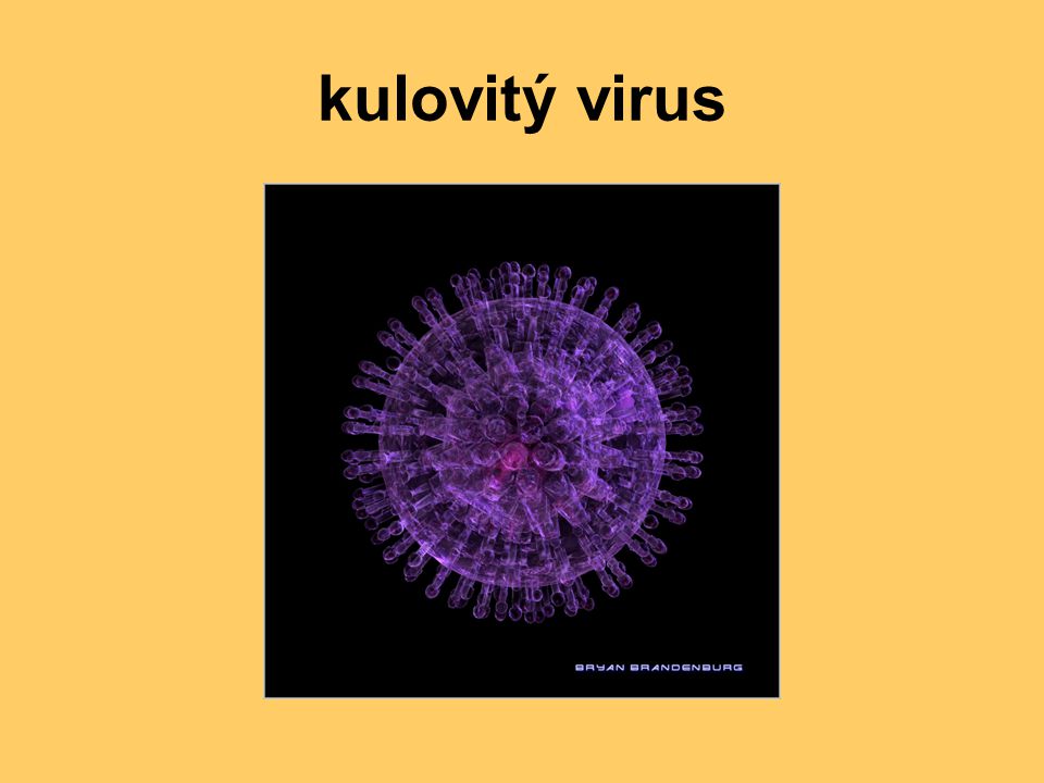 kulovitý virus
