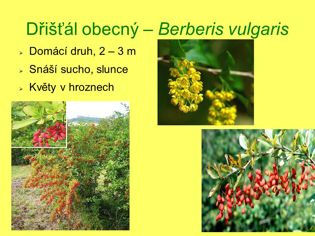 Dřišťál obecný – Berberis vulgaris