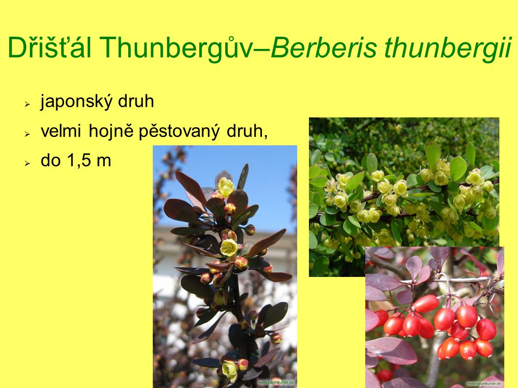 Dřišťál Thunbergův–Berberis thunbergii