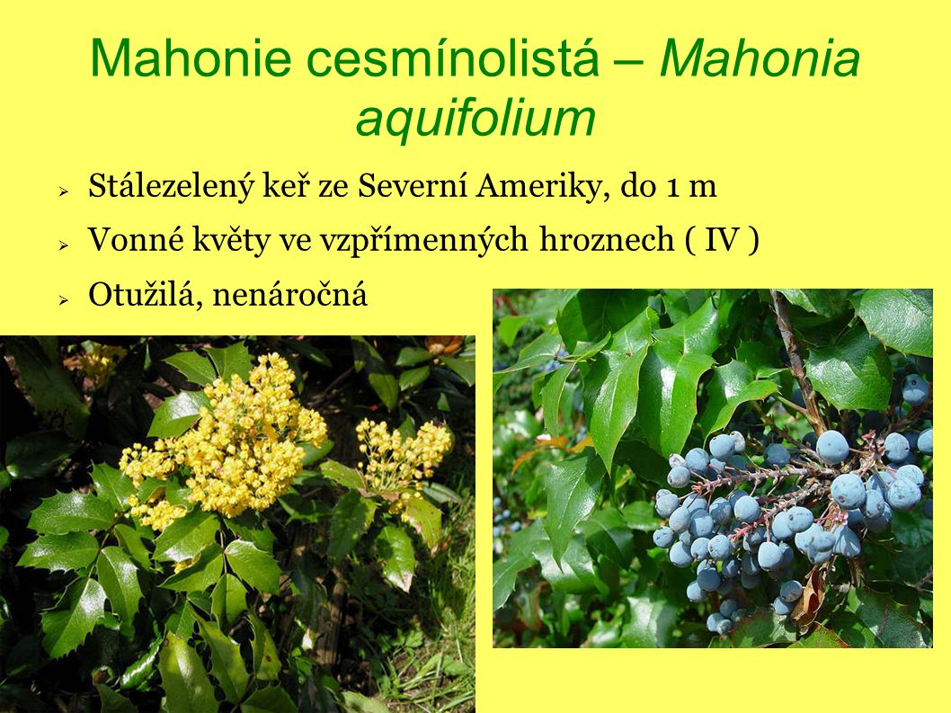 Mahonie cesmínolistá – Mahonia aquifolium