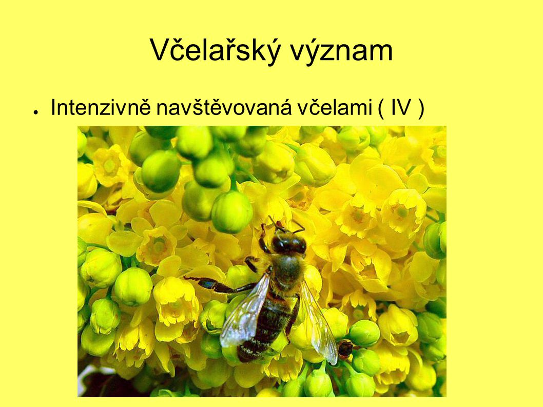 Včelařský význam Intenzivně navštěvovaná včelami ( IV )