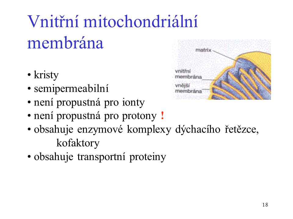 Vnitřní mitochondriální membrána