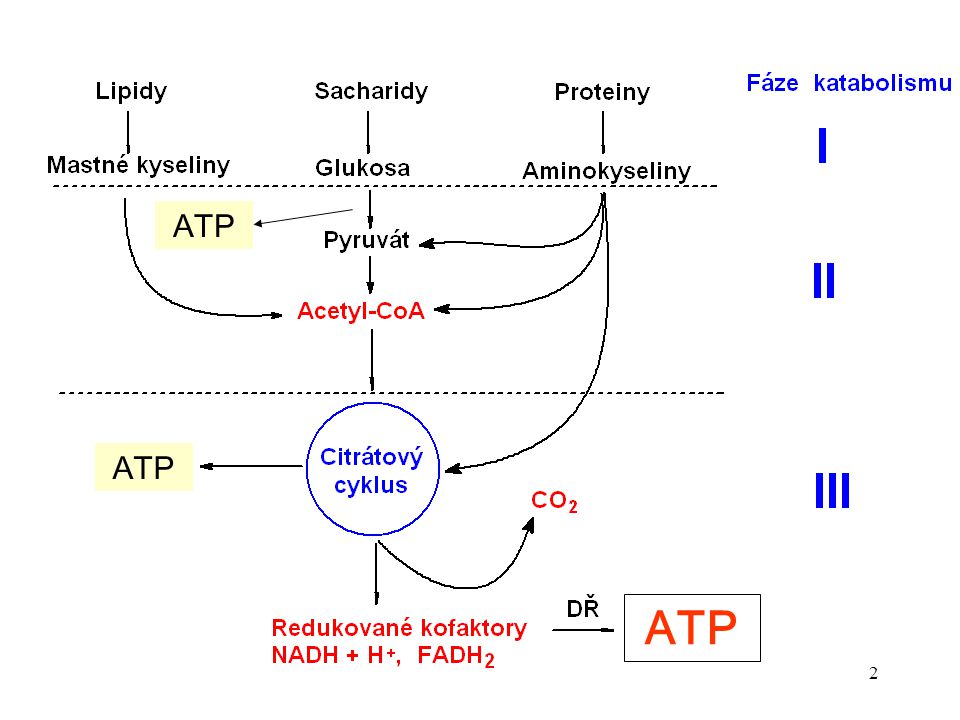 ATP ATP ATP