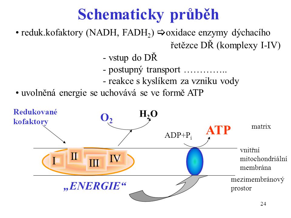 Schematicky průběh ATP O2 II IV I III „ENERGIE