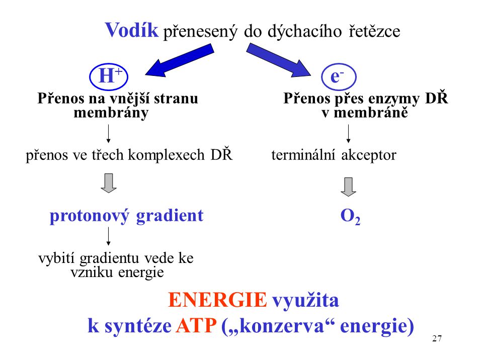 k syntéze ATP („konzerva energie)
