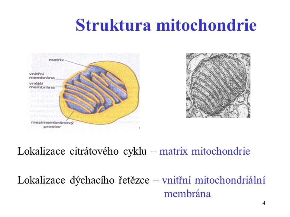 Struktura mitochondrie