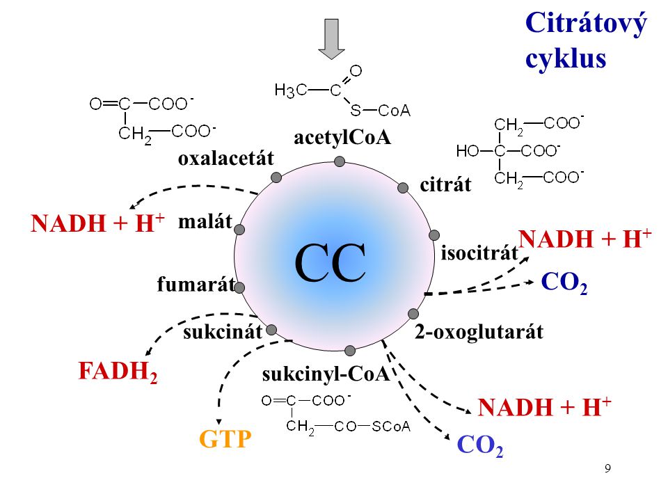 CC Citrátový cyklus NADH + H+ NADH + H+ CO2 FADH2 NADH + H+ GTP CO2