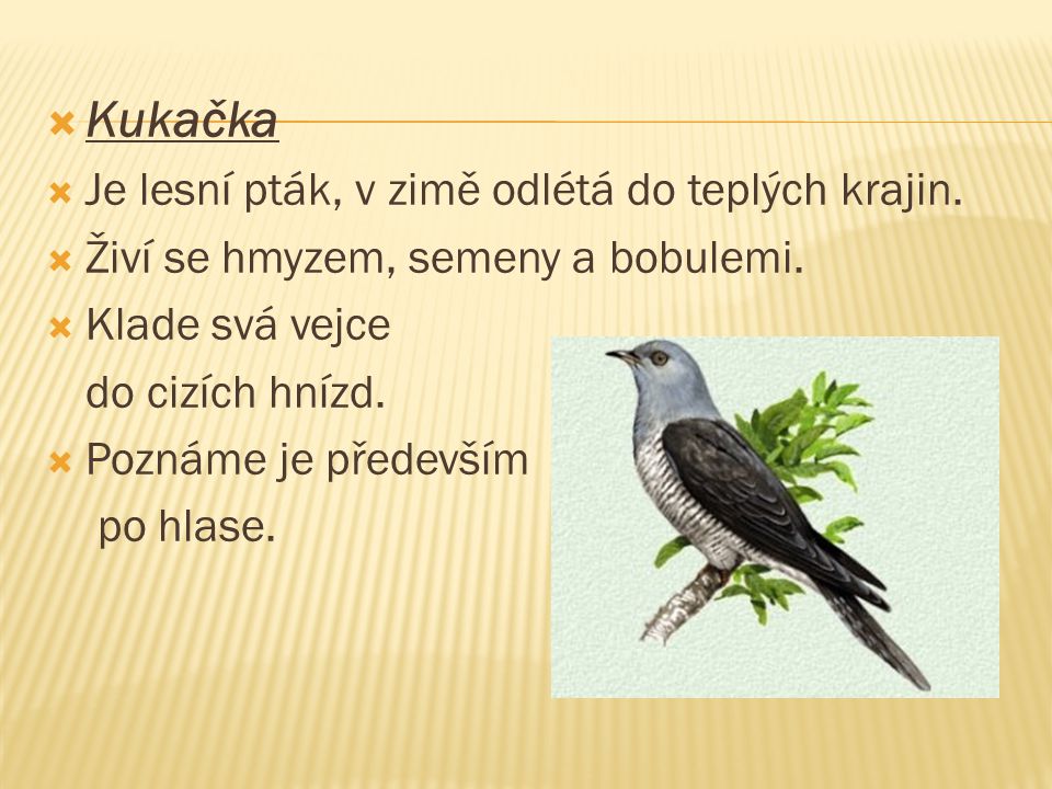 Kukačka Je lesní pták, v zimě odlétá do teplých krajin.