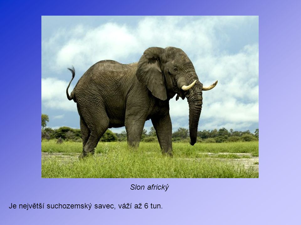 Slon africký Je největší suchozemský savec, váží až 6 tun.