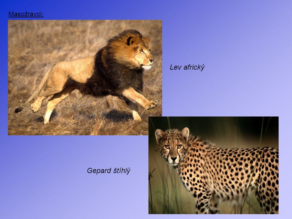 Masožravci: Lev africký Gepard štíhlý