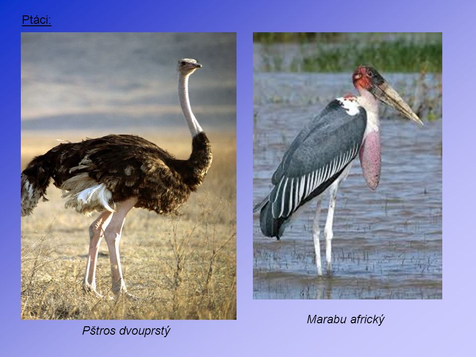 Ptáci: Marabu africký Pštros dvouprstý