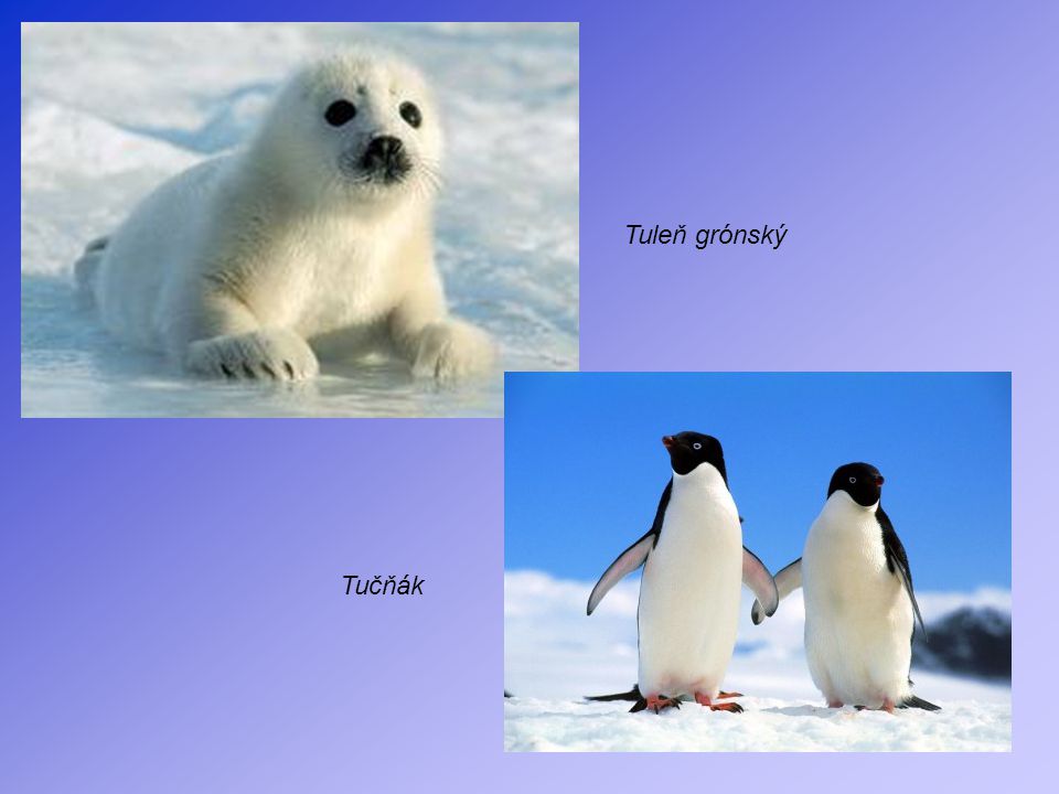 Tuleň grónský Tučňák