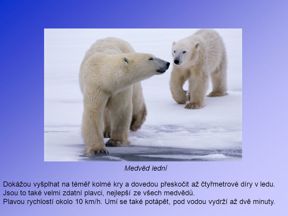 Medvěd lední Dokážou vyšplhat na téměř kolmé kry a dovedou přeskočit až čtyřmetrové díry v ledu.