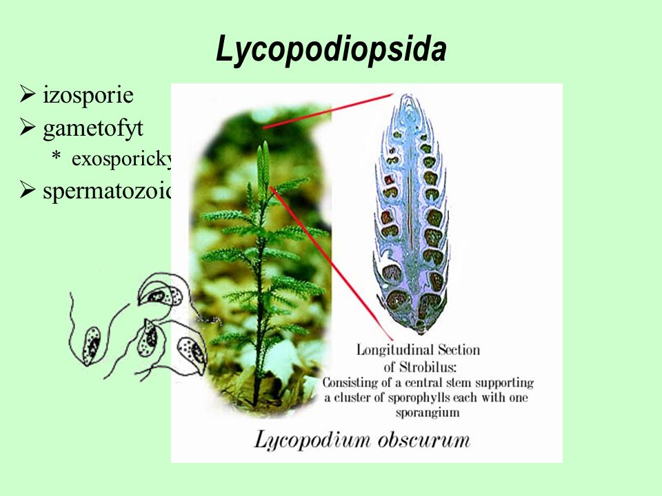 Lycopodiopsida izosporie gametofyt spermatozoidy biciliátní