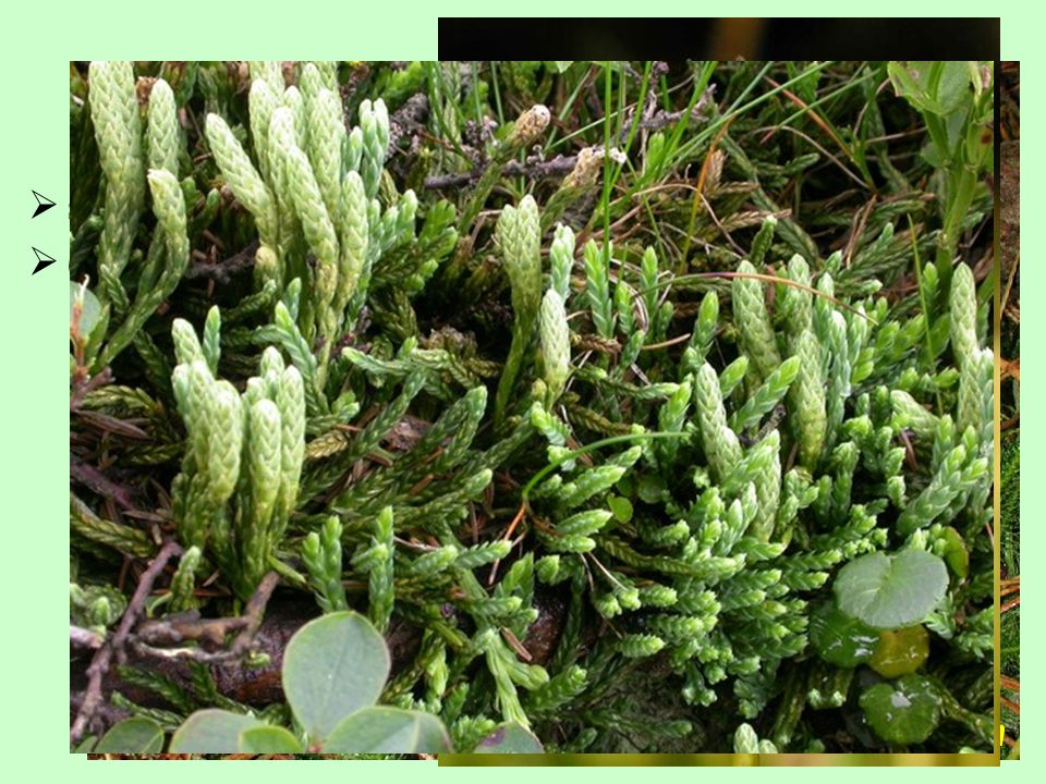 Lycopodiaceae sporofyly obvykle nezelené, ve zřetelných strobilech