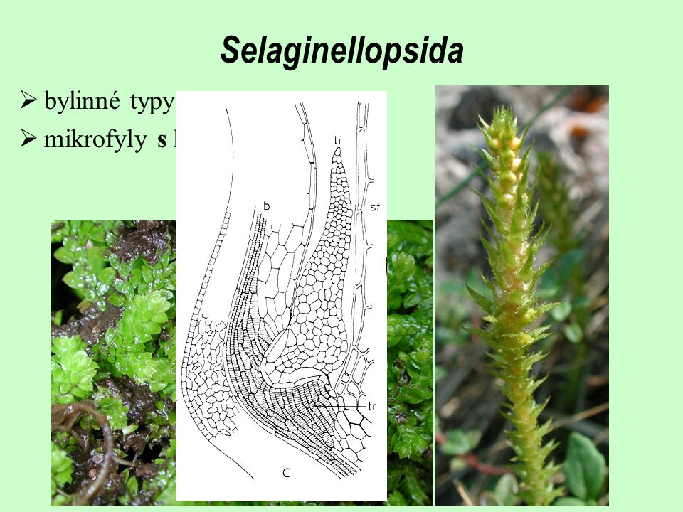 Selaginellopsida bylinné typy mikrofyly s lingulou