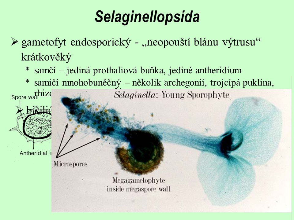 Selaginellopsida gametofyt endosporický - „neopouští blánu výtrusu