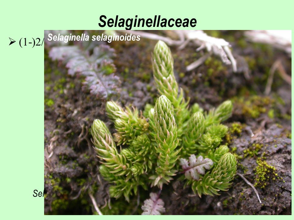 Selaginellaceae (1-)2/700, převážně horské oblasti tropů a subtropů
