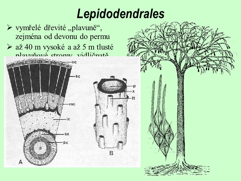 Lepidodendrales vymřelé dřevité „plavuně , zejména od devonu do permu